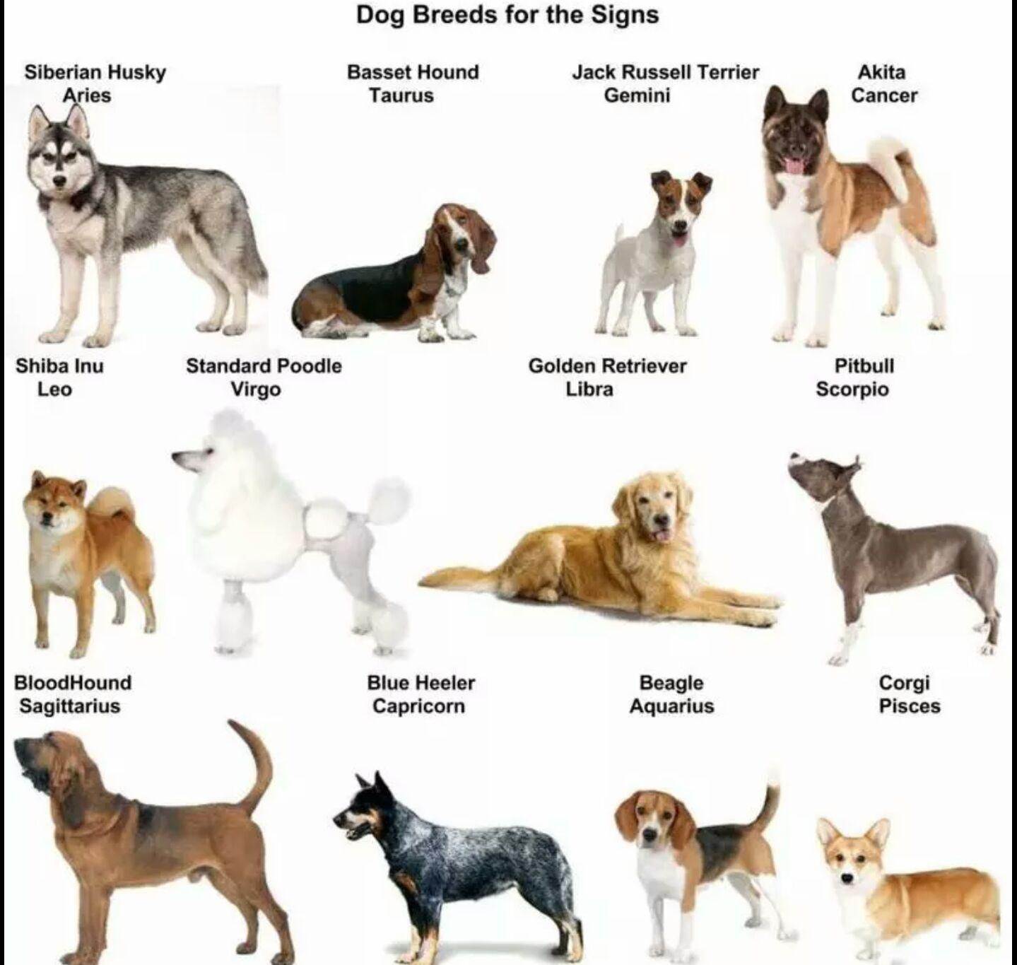 Ваша собака по знаку зодиака