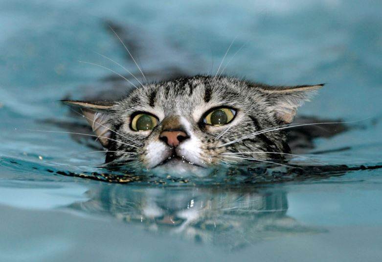 Умеют ли кошки плавать или нет? почему они так боятся воды?