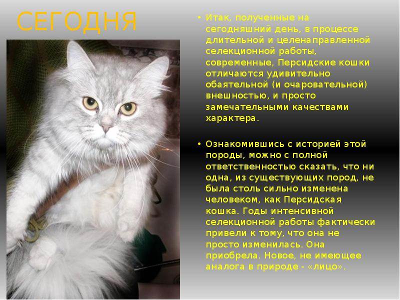 Персидская кошка: характер, фото, описание породы, правила ухода и содержание котов