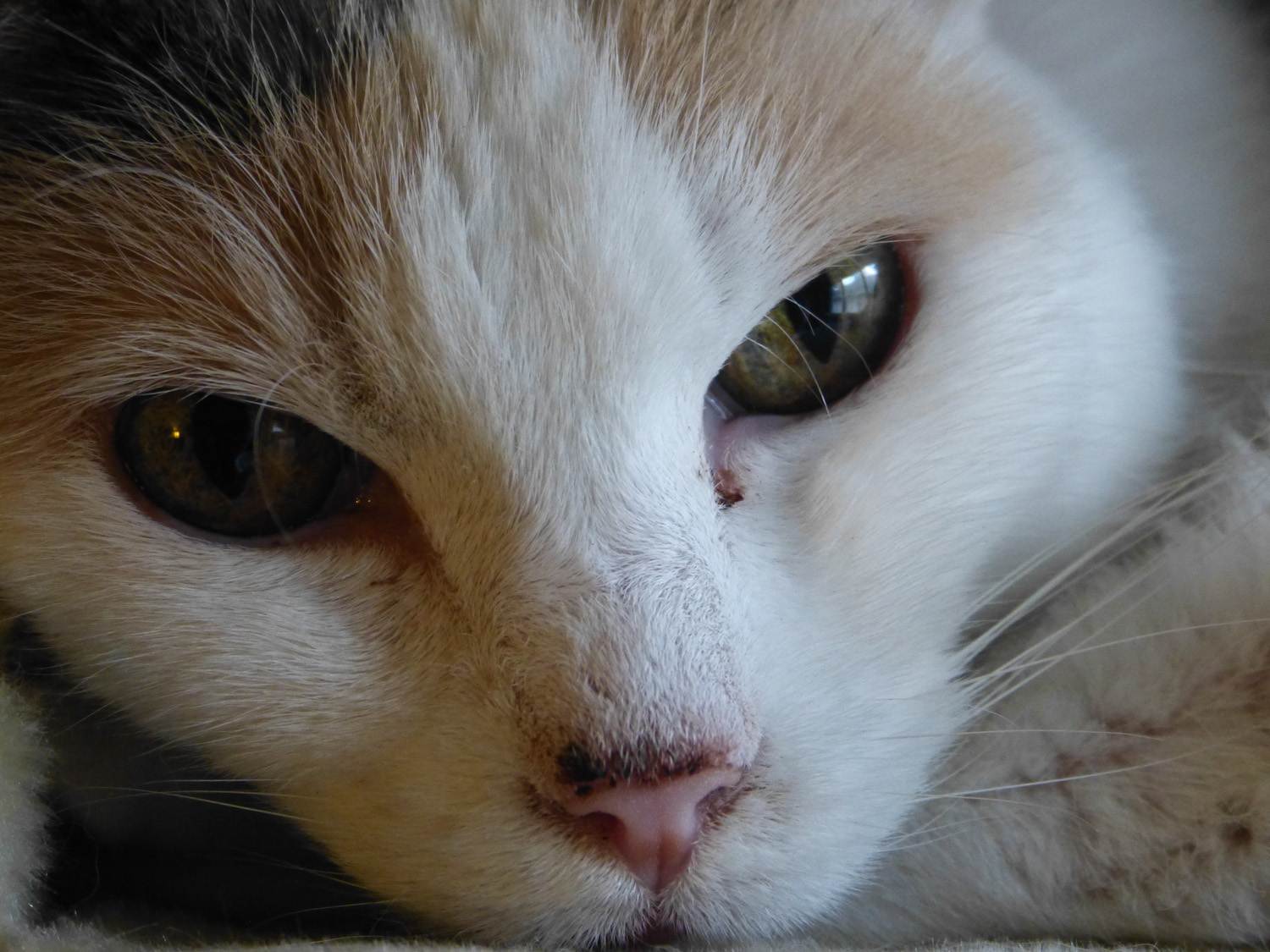 У котенка гноятся глаза: чем лечить в домашних условиях, медикаментозные и народные средства