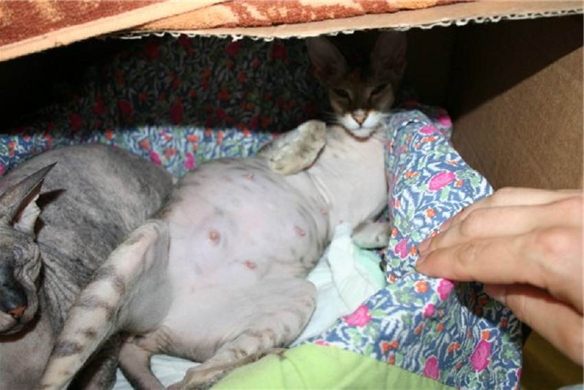 Беременность кошек: инструкция для хозяина