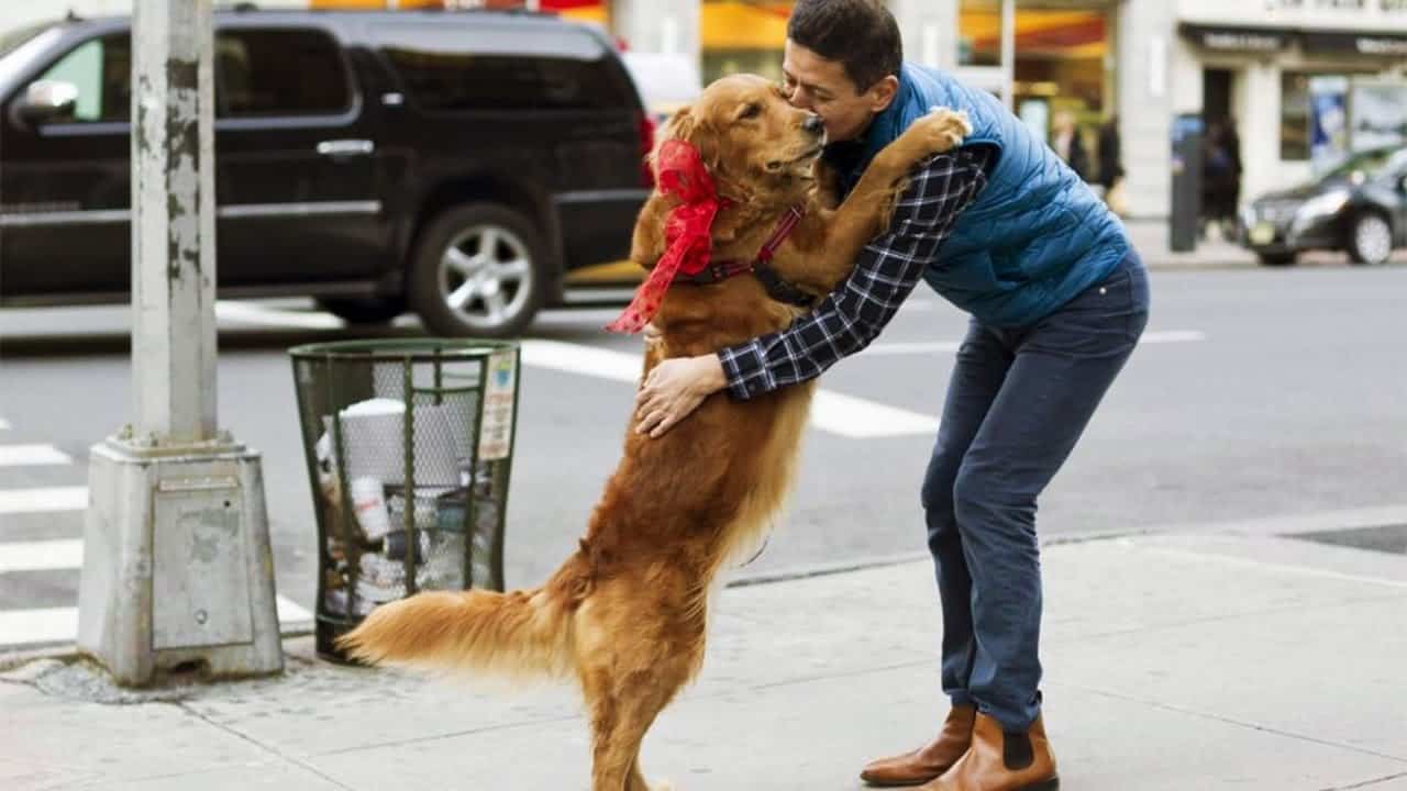 Как отучить собаку прыгать на хозяина
как отучить собаку прыгать на хозяина