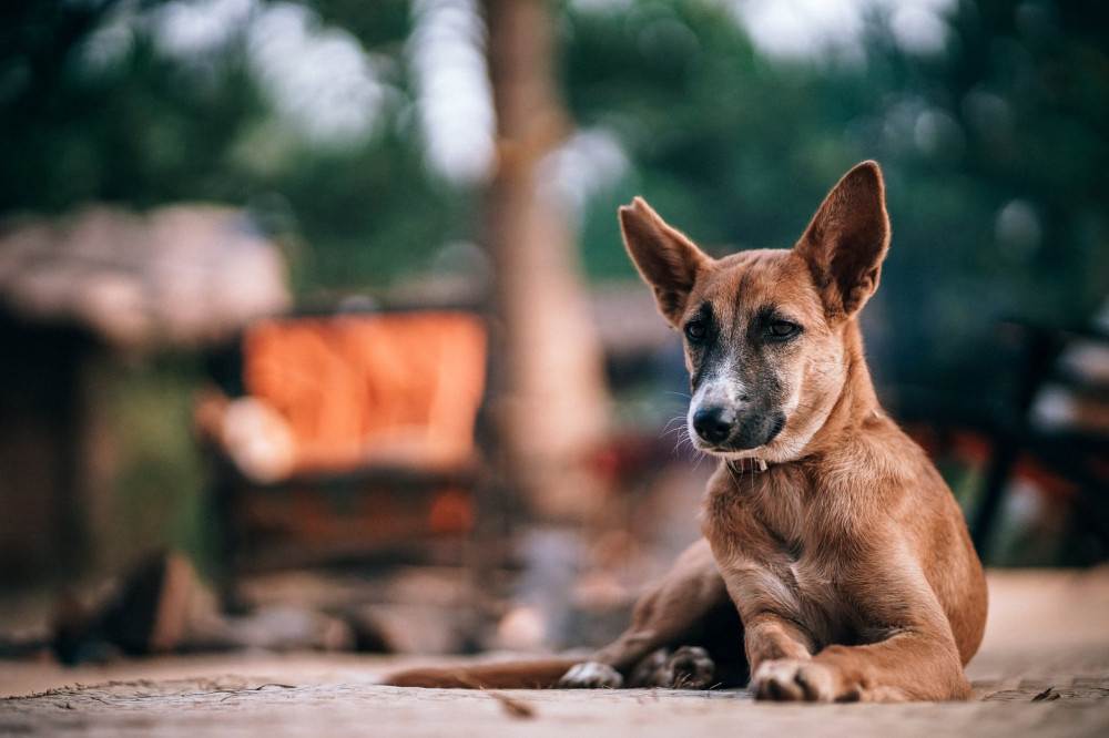 Продолжительность жизни собаки в домашних условиях – сколько живут дворняжки?