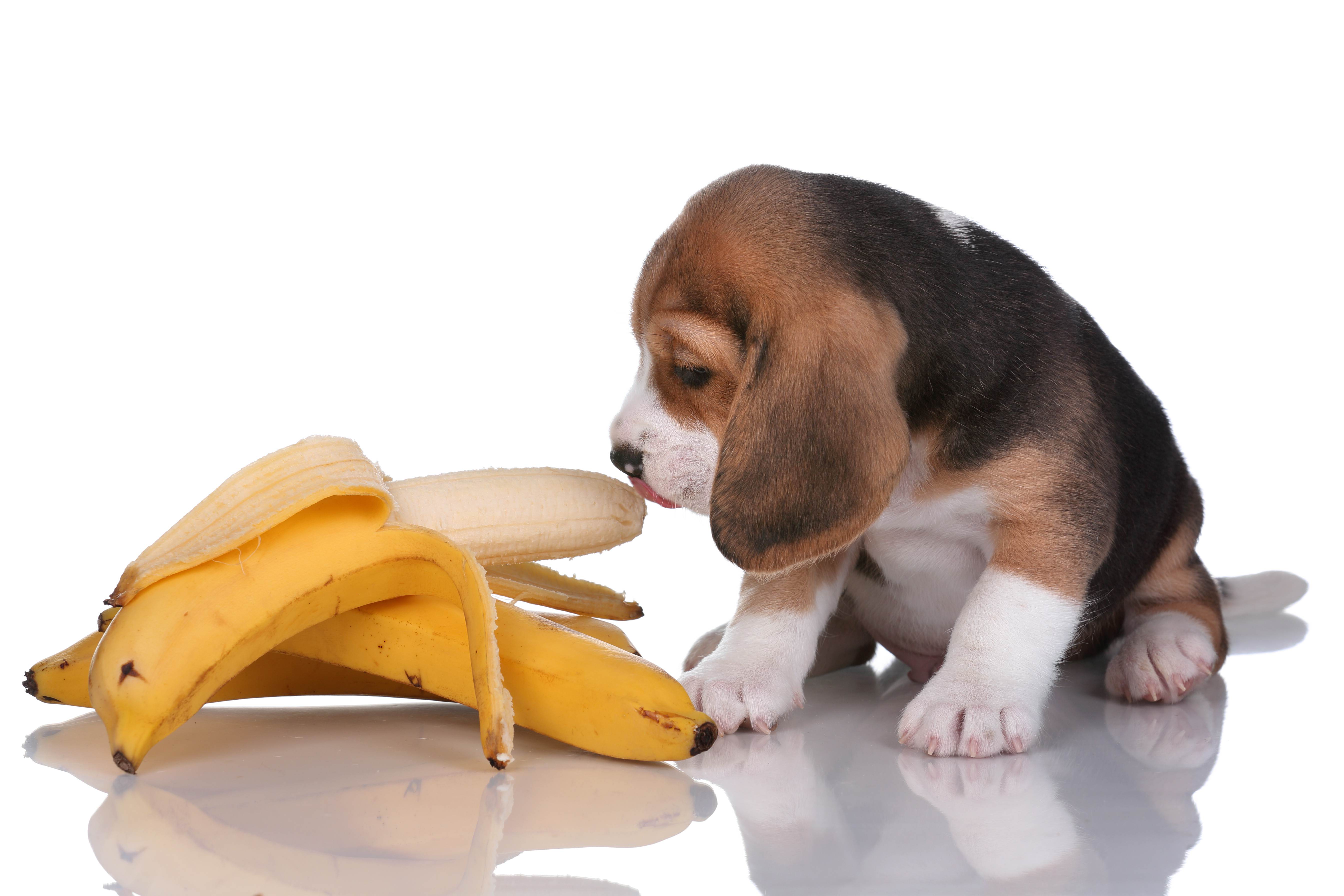 Можно собаку съесть. Собака банан. Собака кушает. Корм для собак. Еда для собак.