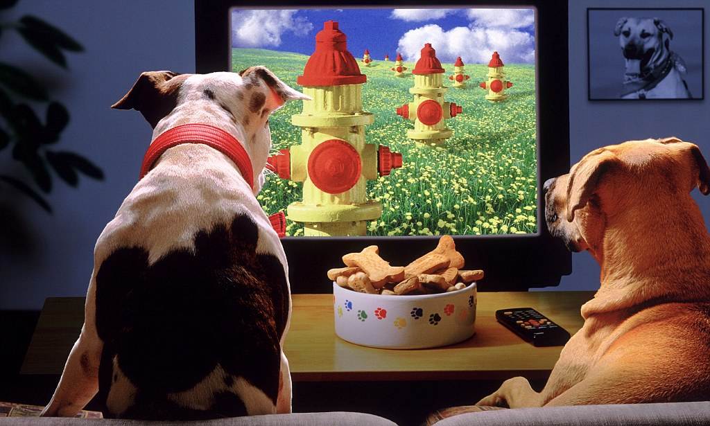 ᐉ почему некоторые собаки смотрят телевизор? - ➡ motildazoo.ru