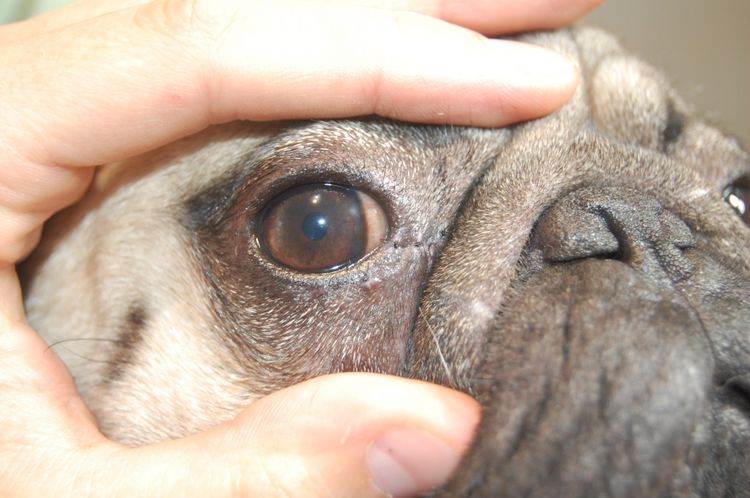Слезятся глаза у собаки: причины, что делать, лечение, заболевания, в домашних условиях