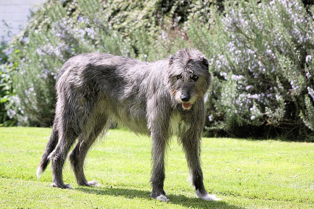 Волкодавы: породы собак, способные справиться с дикой опасностью