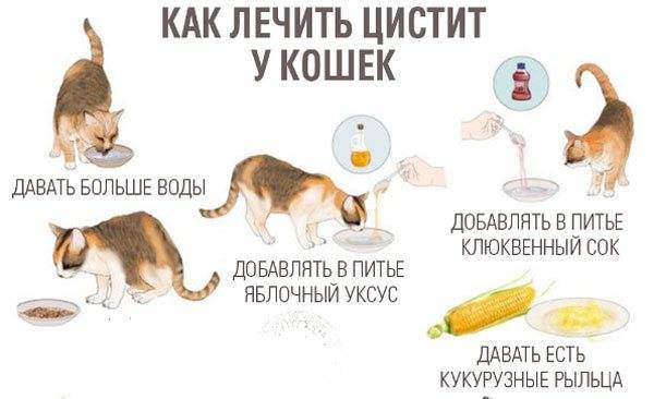Судороги у кошек: причины, первая помощь