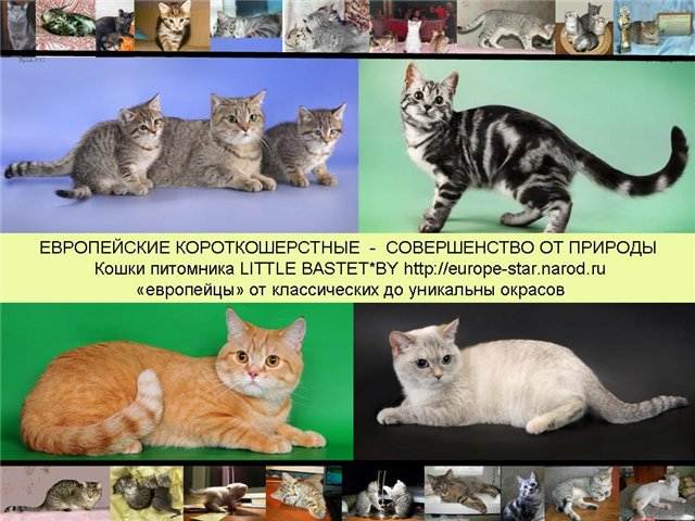 Короткошерстные породы кошек | коты с короткой шерстью с фото и названиями
