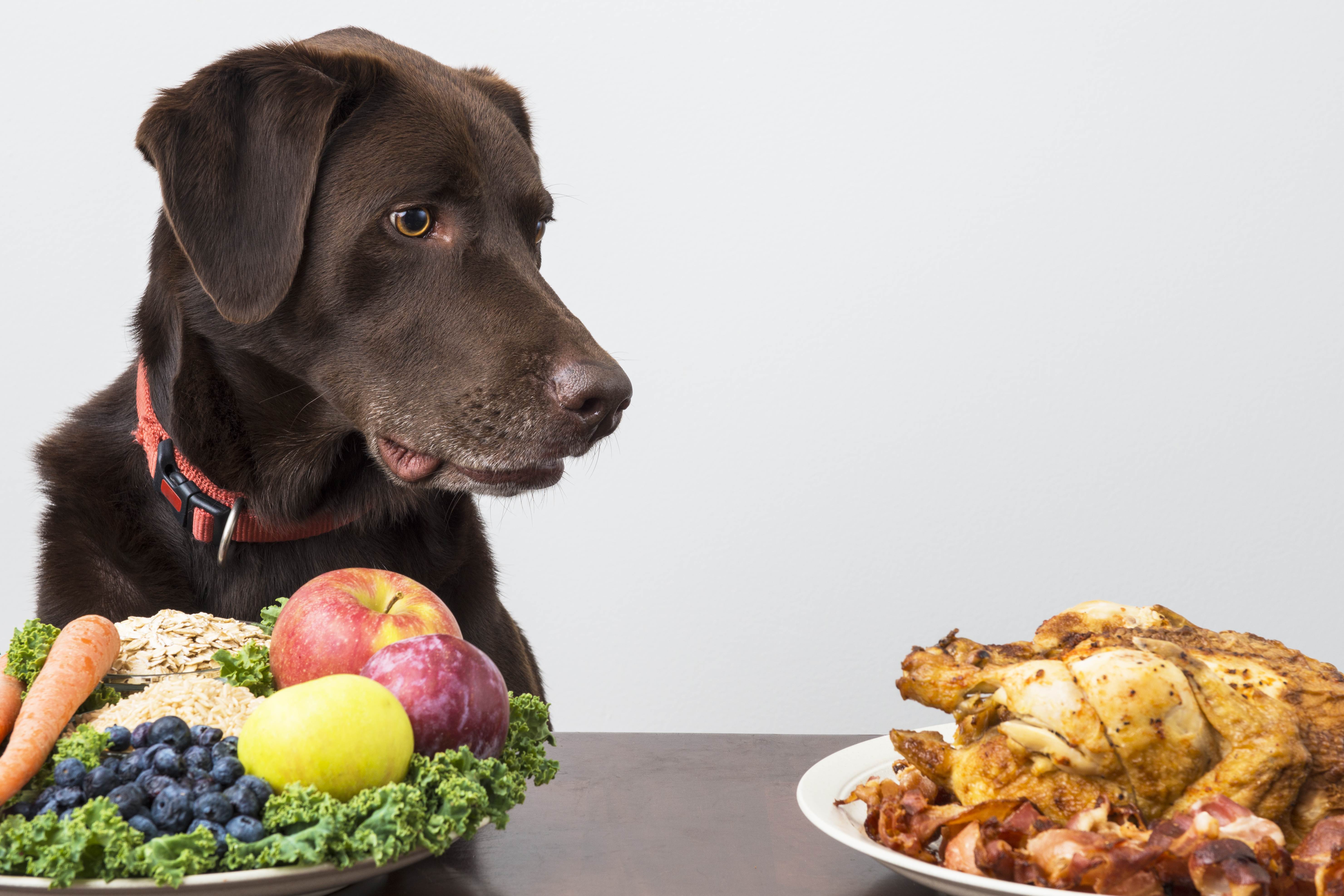 Почему нельзя кормить собаку со стола