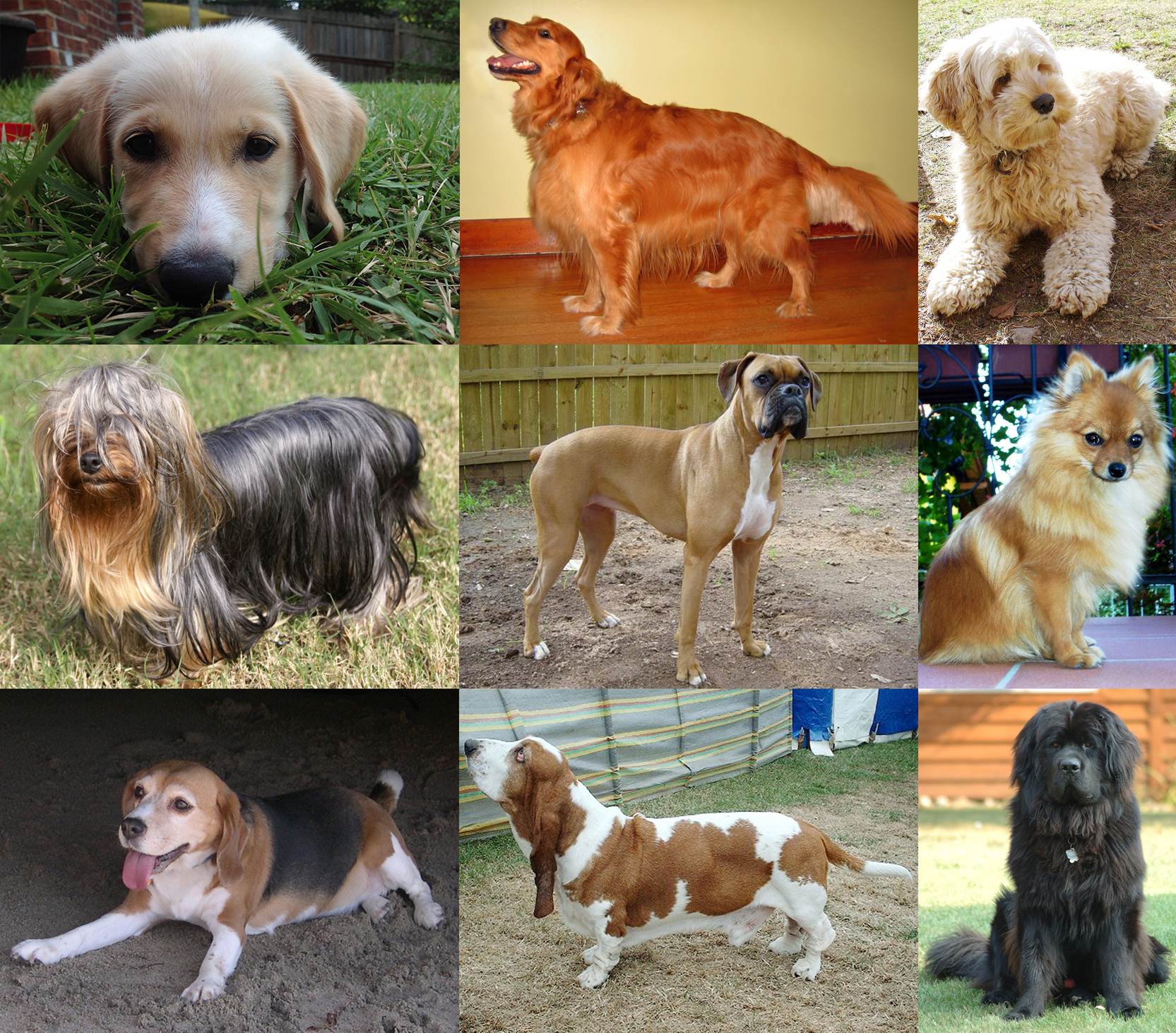 Фотографии пород собак с названиями пород