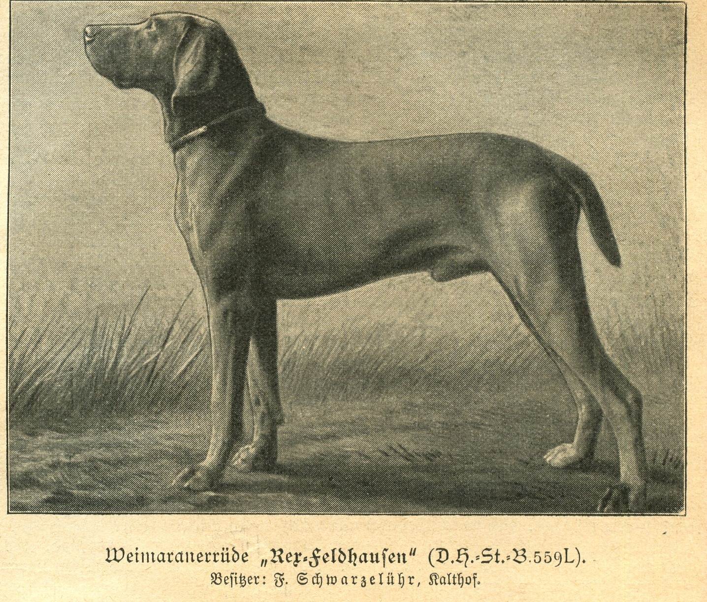 Веймаранер – описание породы: характеристика собаки, как выбрать