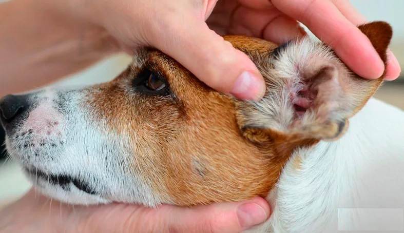 Аллергия на ушах у собак, отит аллергический: причины и лечение | блог ветклиники "беланта"