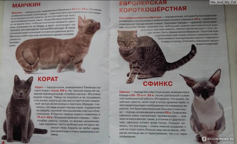 Как выбрать породу кошки