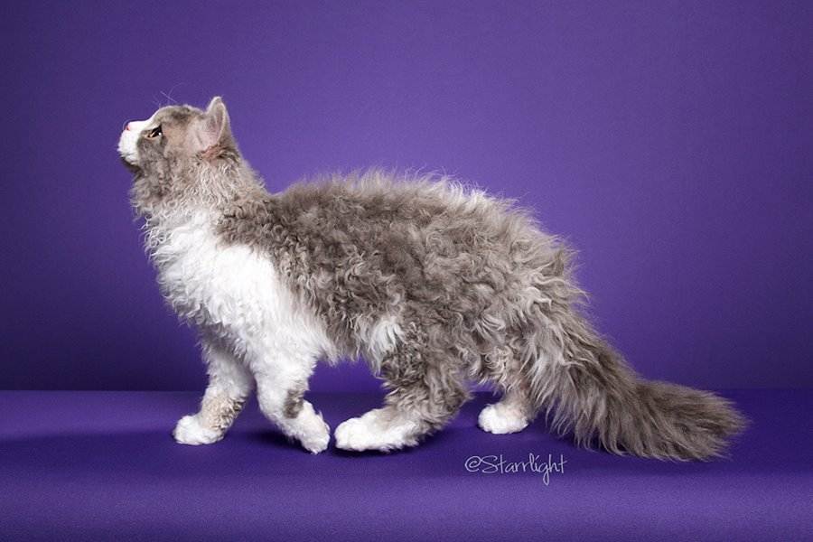 Кудрявые кошки | породы котов с кучерявой шерстью