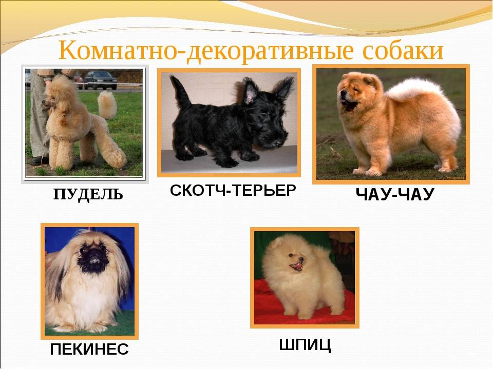 Породы маленьких собак с фото и названиями