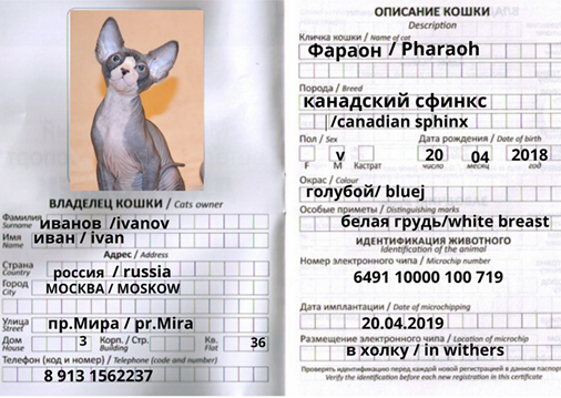 Ветеринарный паспорт для кошки международного образца, правила получения на petstory