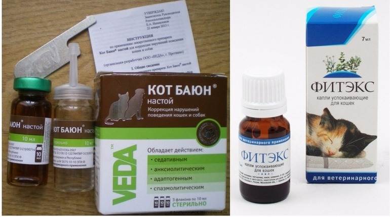 9 способов - как успокоить кошку во время течки