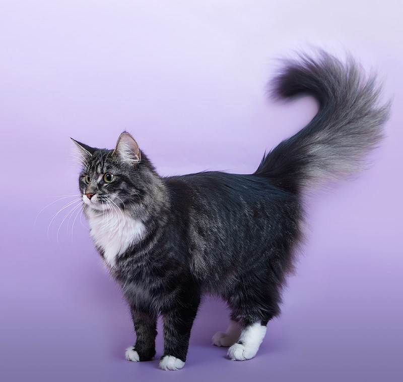 Норвежская лесная кошка: фото, внешний вид, сколько стоит, описание породы, факты, питание