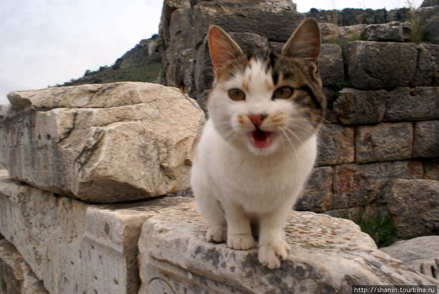 ᐉ эгейская кошка - описание пород котов - ➡ motildazoo.ru