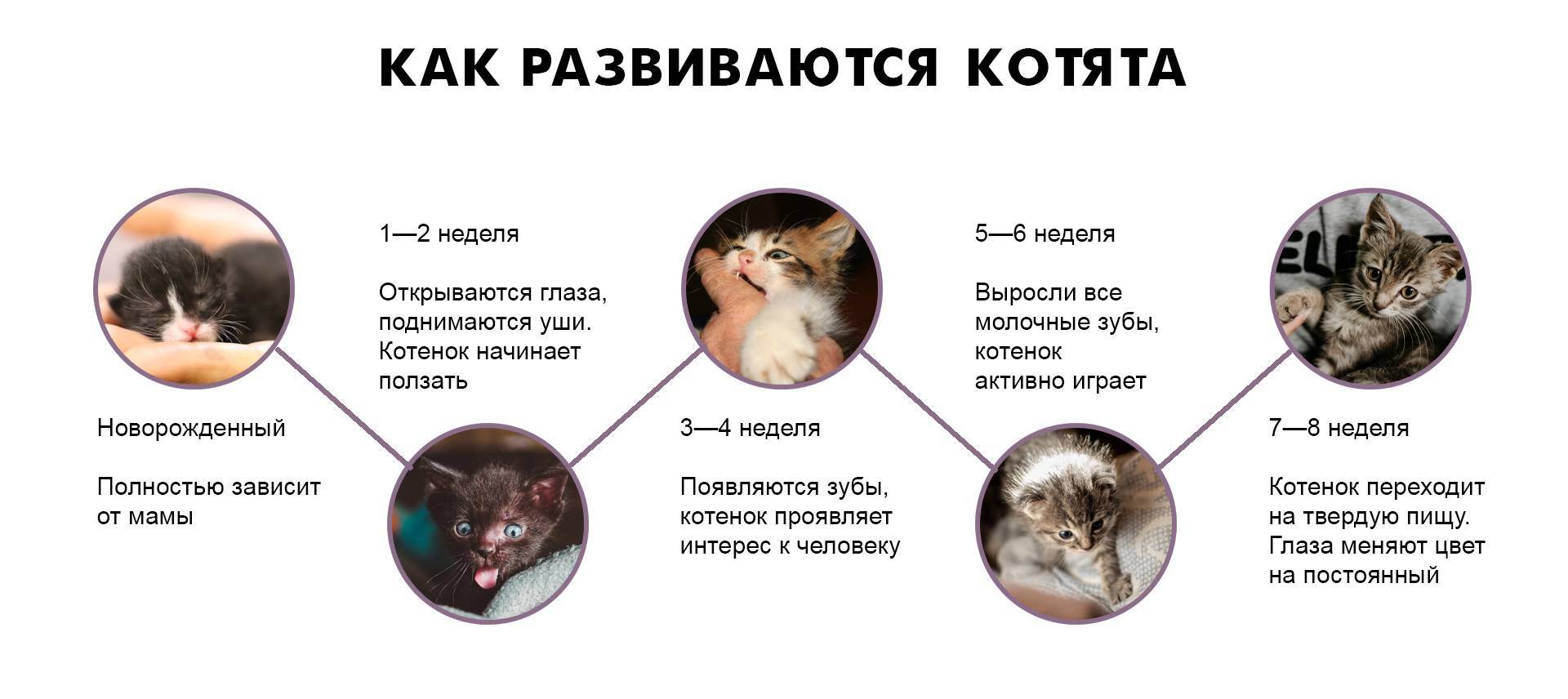 Как определить возраст котенка в домашних условиях: таблица стандартов | ваши питомцы