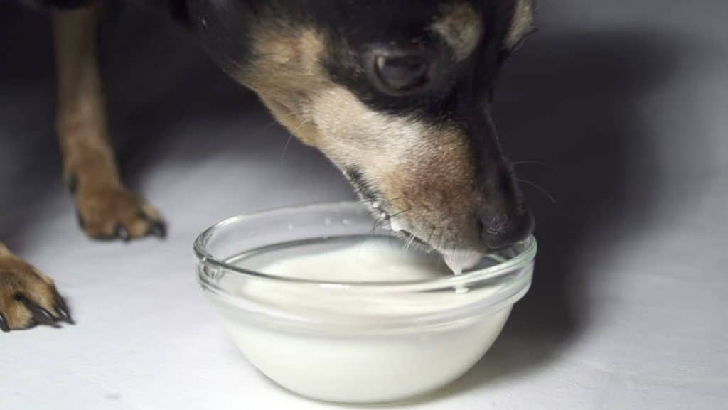 Можно ли собаке давать молоко?