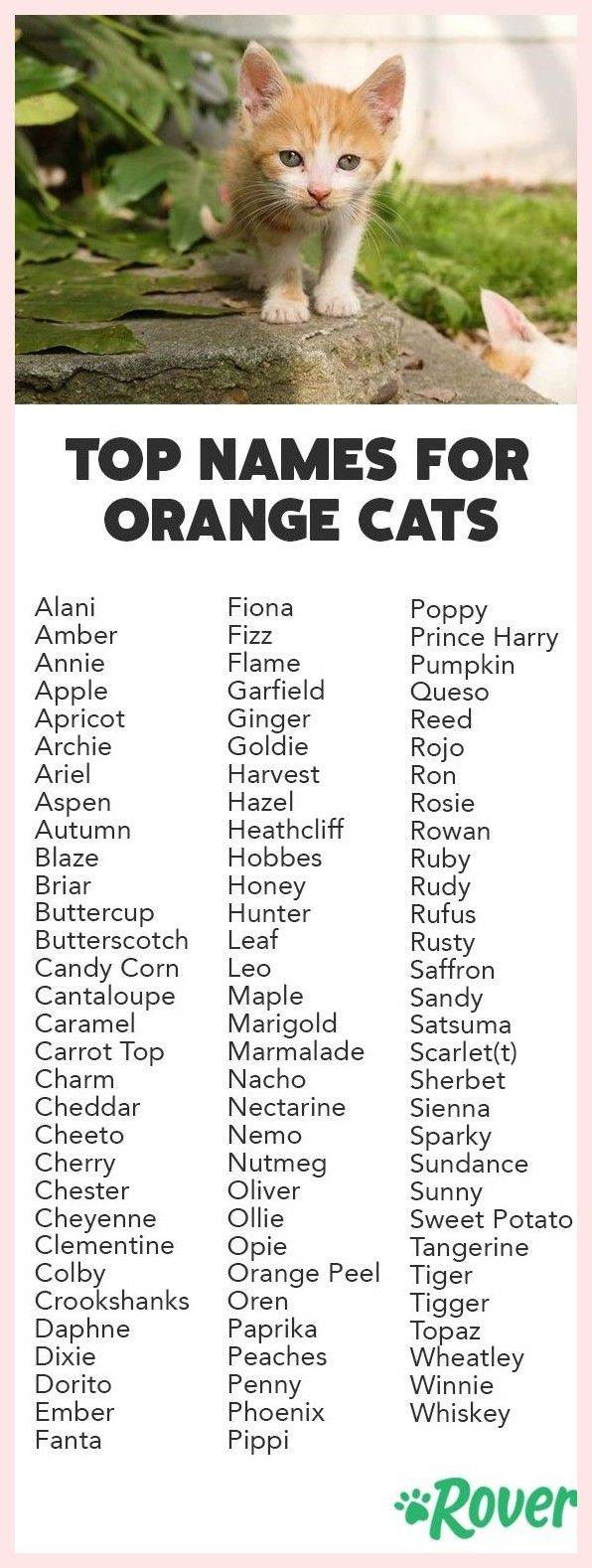 Клички для котов мейн кунов: имя с оглядкой на характер и окрас.