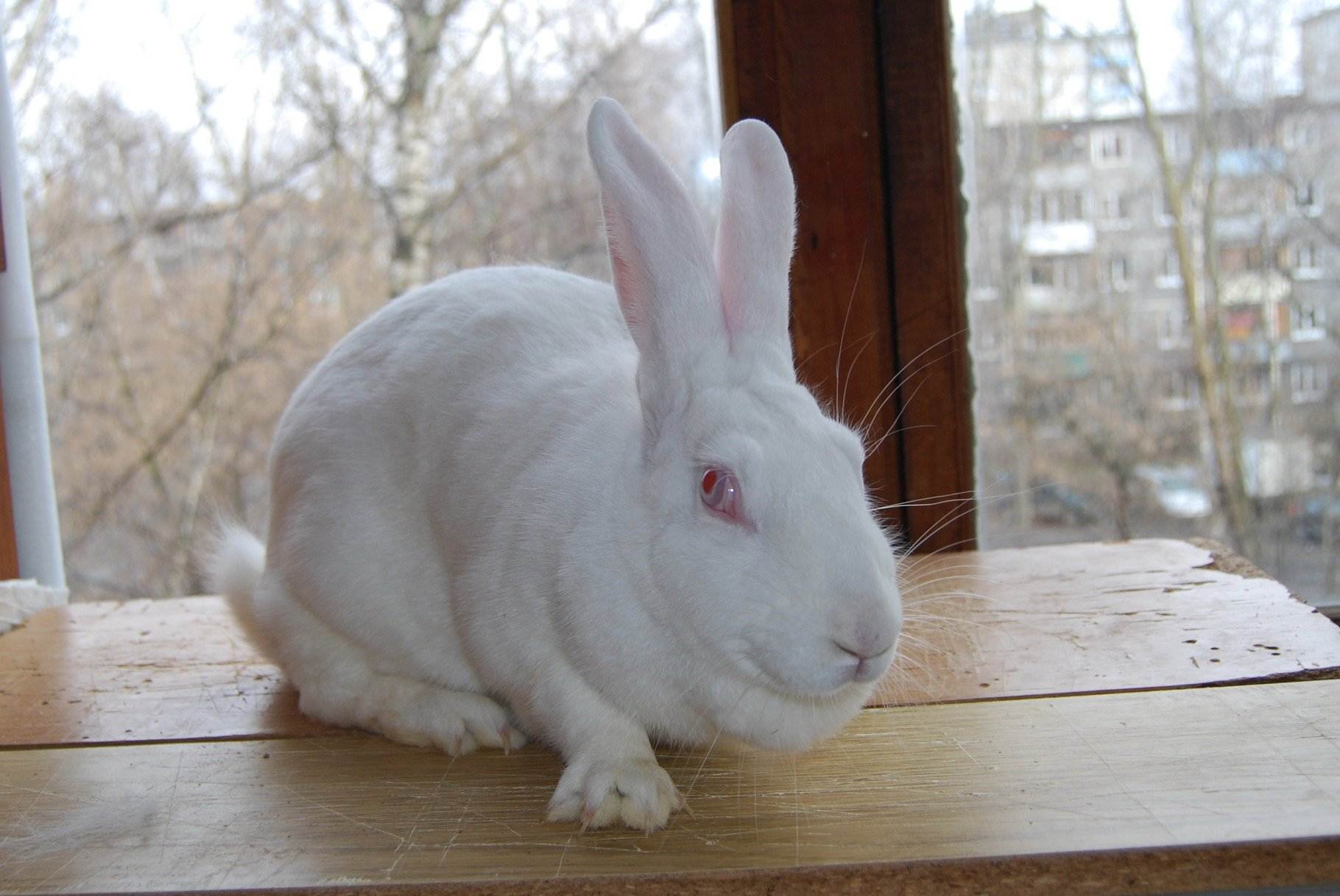 ᐉ порода кроликов белый великан: описание, разведение и содержание в домашних условиях - zooon.ru