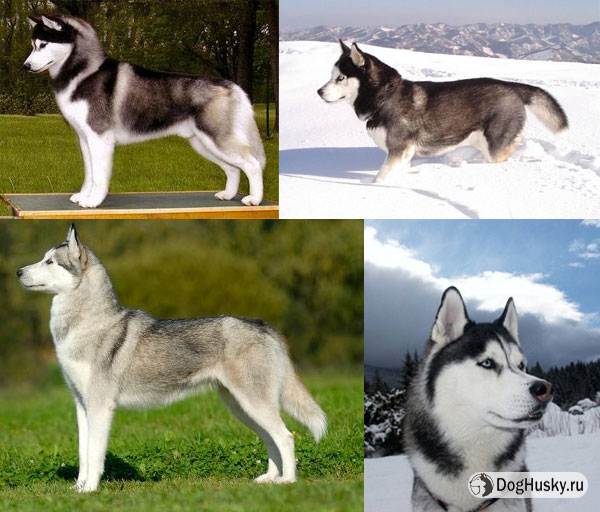 Чем отличаются хаски от лайки: одна и та же ли это порода, в чем разница между собаками, кто больше и лучше, как различить их, а также много фото сравнений