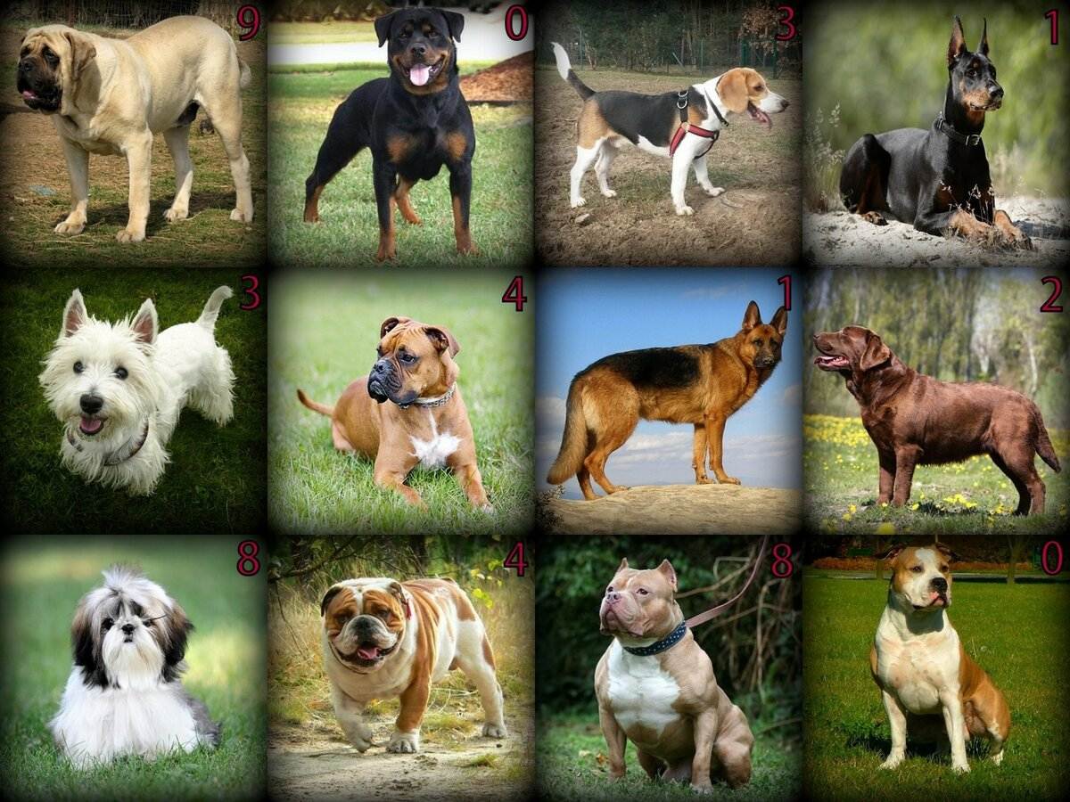 Редкие породы собак с фотографиями и названиями | petguru