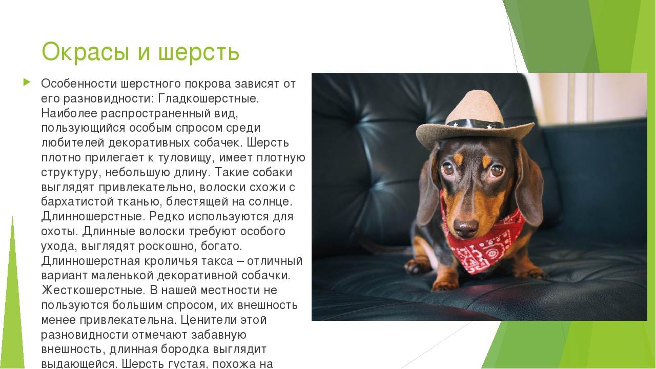 Такса: подробное описание породы собак с фото и видео