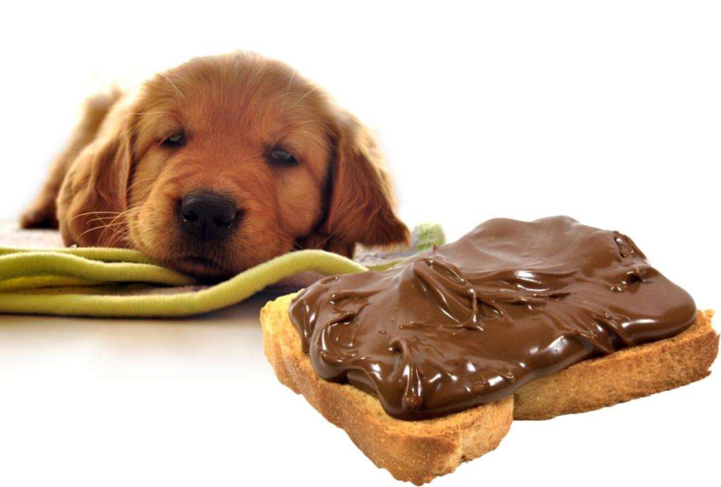 Собака съела шоколад: чем это грозит и что делать? — o-ponose.net.ru