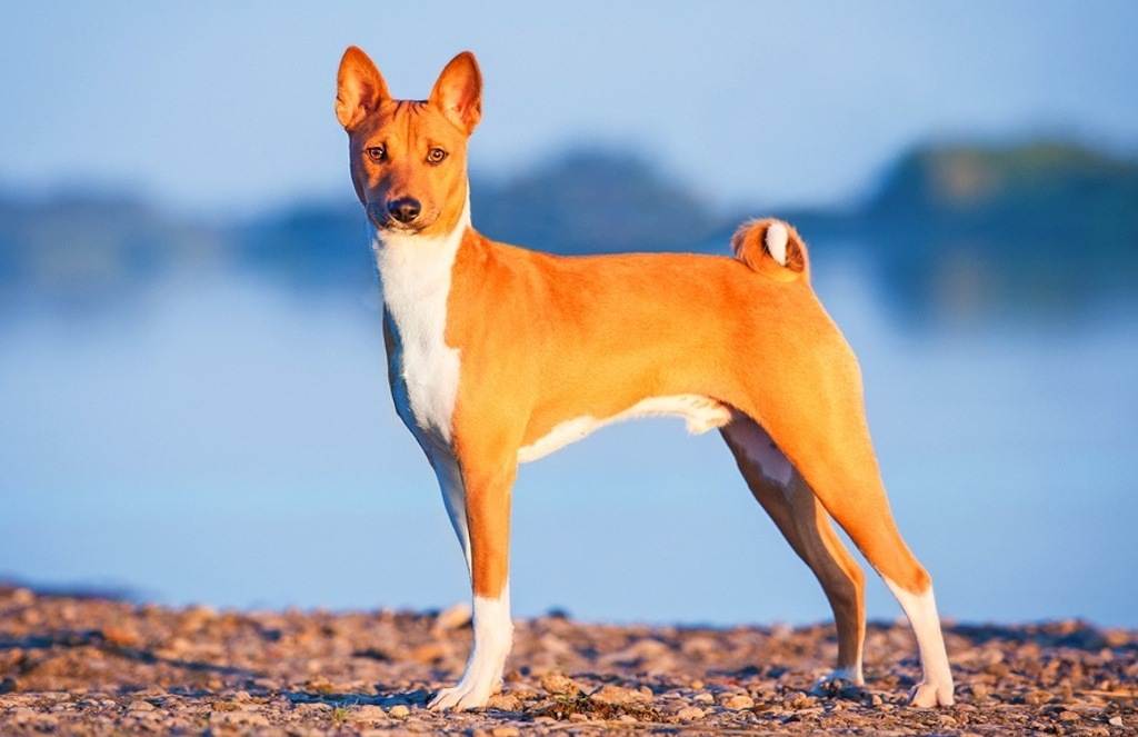 Нелиняющие породы собак: обзор и особенности ухода