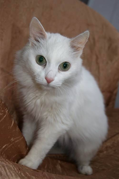 Правда ли, что белые коты с голубыми глазами глухие? - ростки жизни