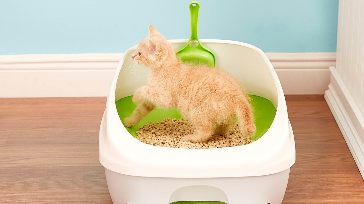 Как приучить котенка к лотку в квартире за 1 день: экспресс-метод