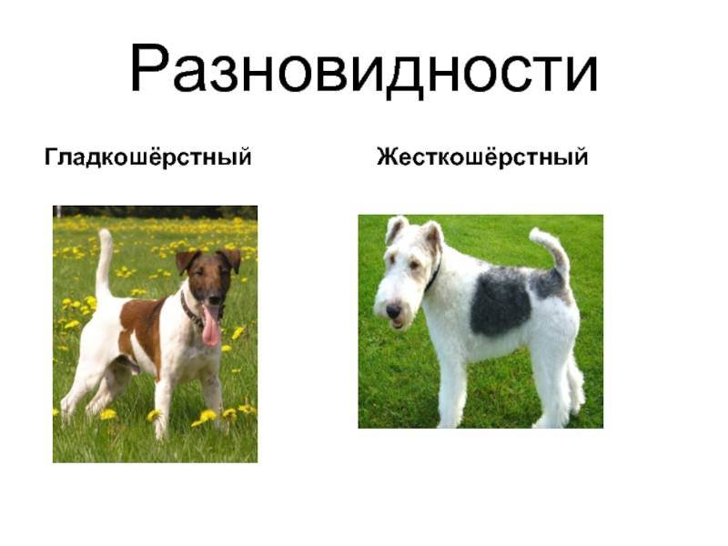 Фокстерьер жесткошерстный – фото, описание породы, цена щенка