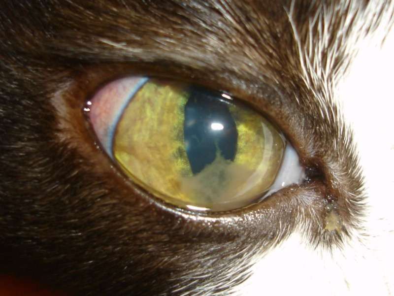 Что делать и что категорически нельзя делать, если у собаки или кошки повреждён глаз