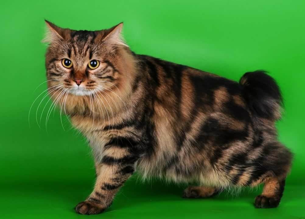 Американский рингтейл: описание внешности и характера кошек - мир кошек