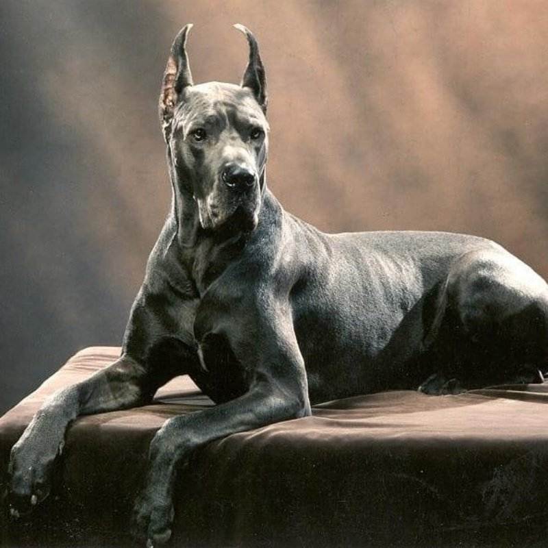 Немецкие породы собак: фото и описание