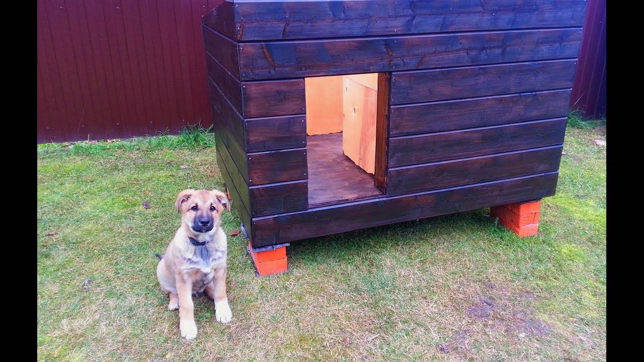 Как приучить собаку жить в будке