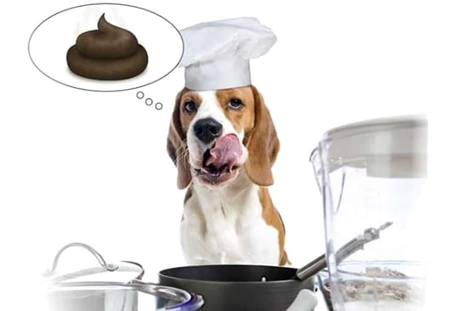 По каким причинам собаки кушают свой кал: что делать если пес ест экскременты