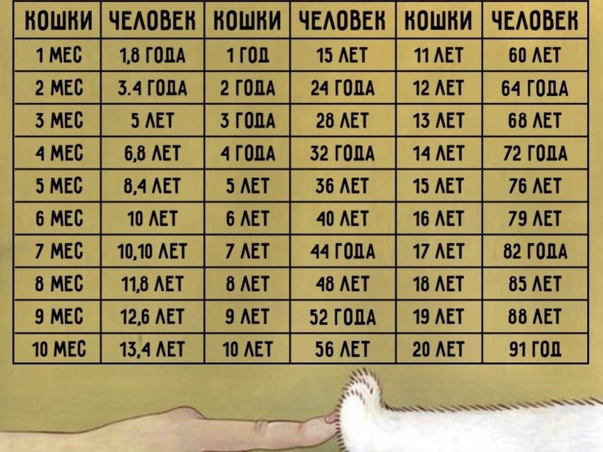 Возраст кошки по человеческим меркам: формула вычисления кошачьего возраста для разных пород