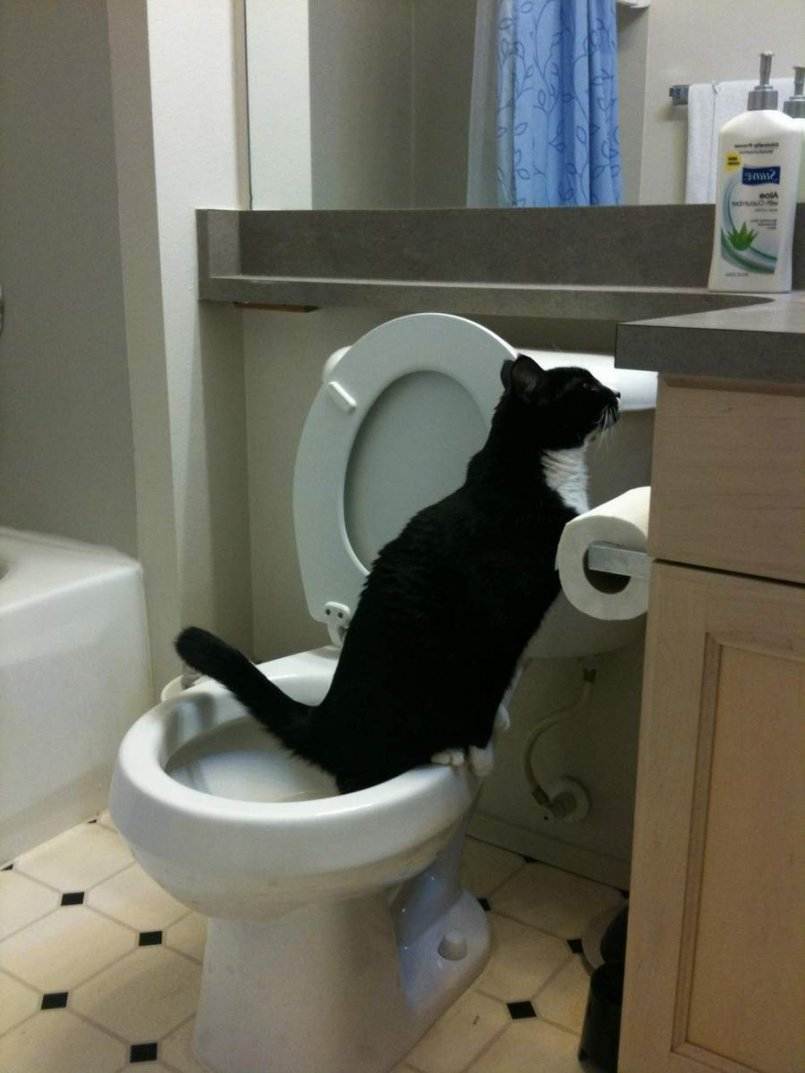 Как приучить кошку к нитазу: специальный лоток для приучения перемещаем в туалет