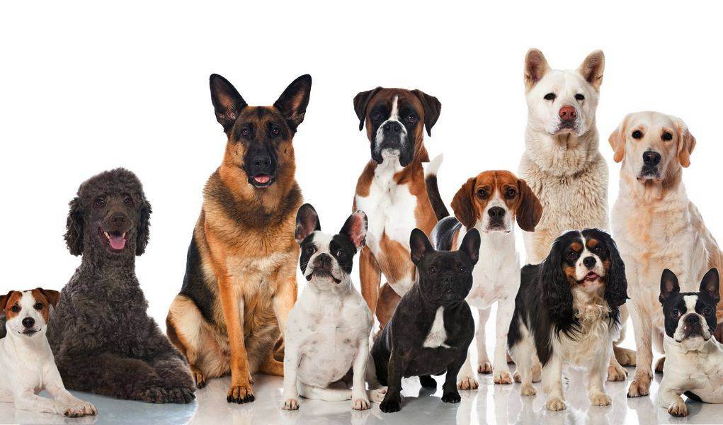 Собаки для квартиры — список пород маленького и среднего размера