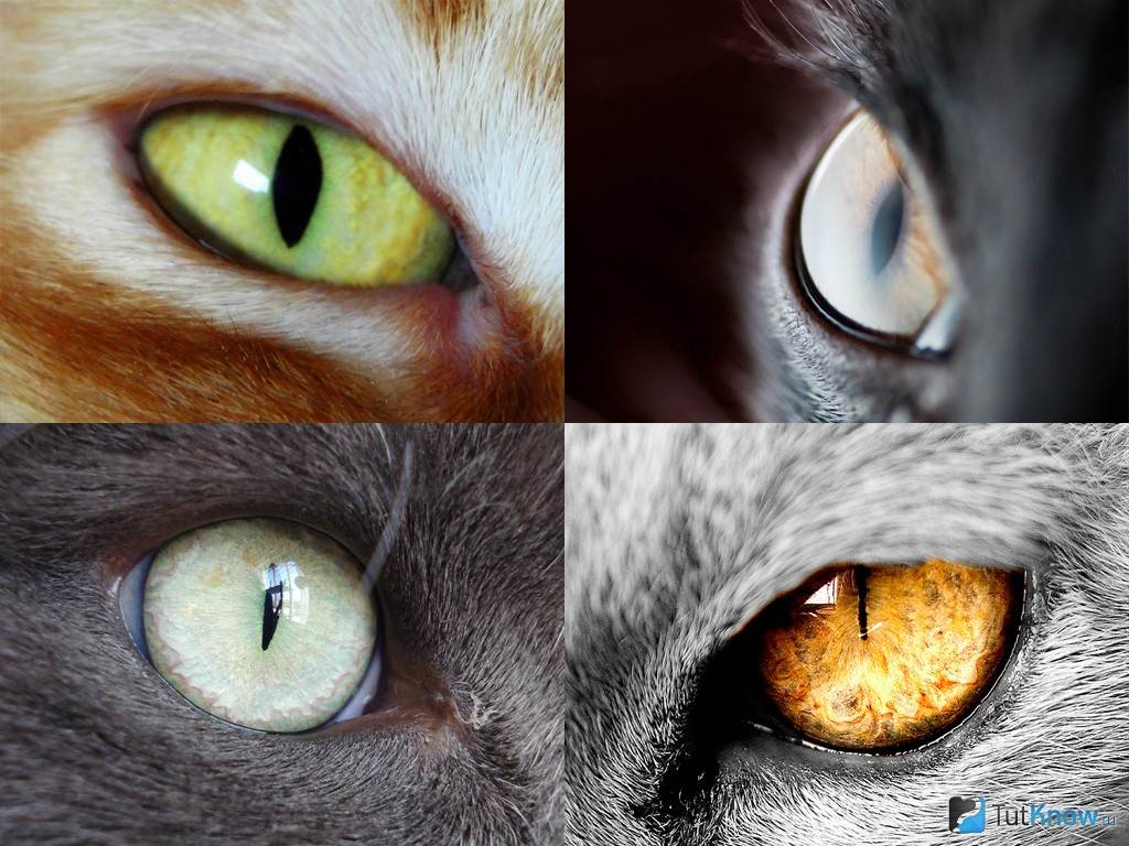 Как видят кошки днем и ночью - мир кошек