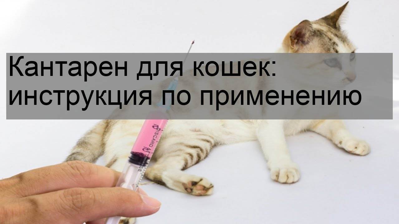 Глобфел-4 для кошек инструкция по применению, отзывы, аналоги препарата
