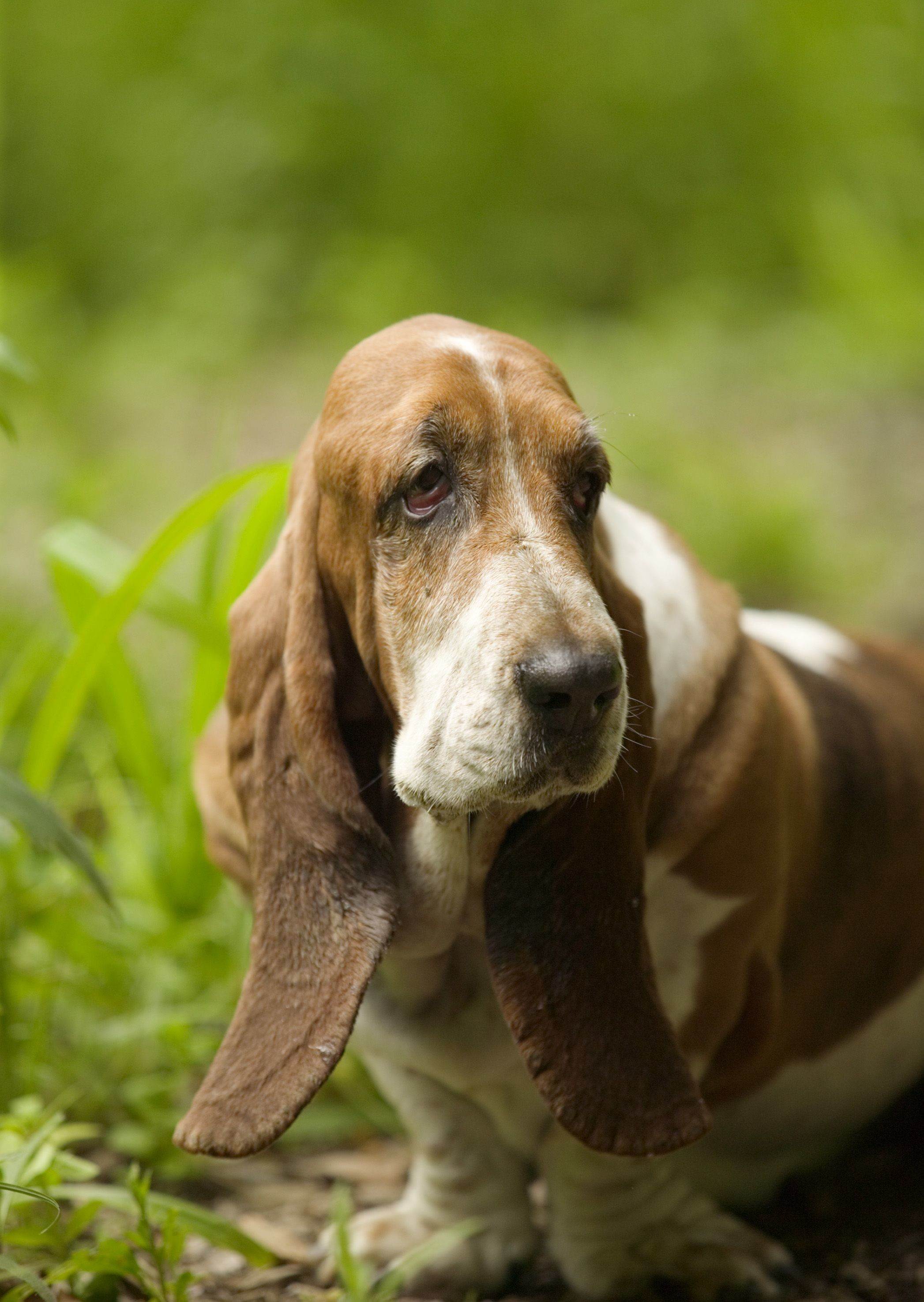 Собака бассет хаунд: описание породы, фото и характер