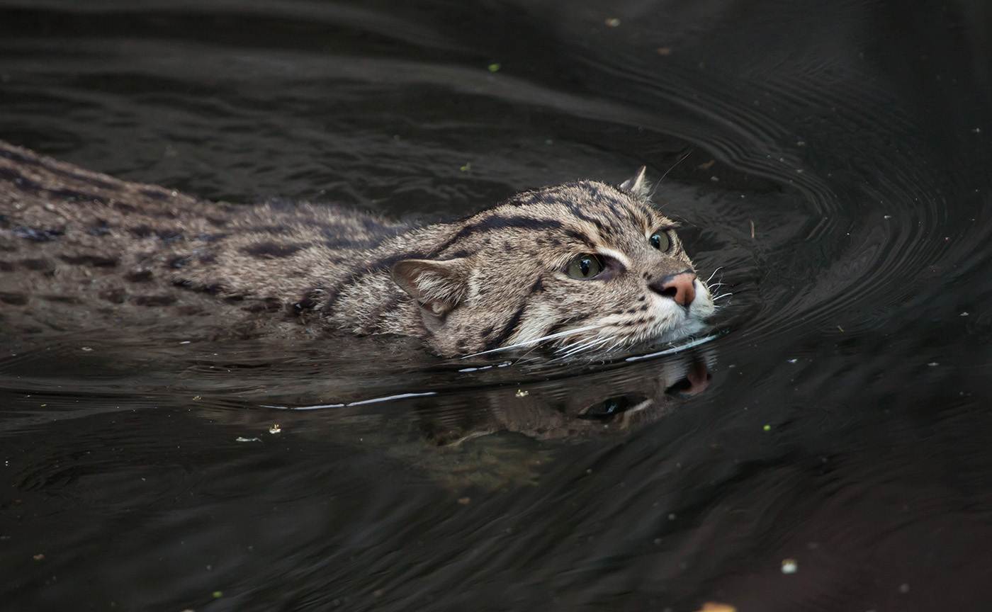 Виверровый кот или кот-рыболов