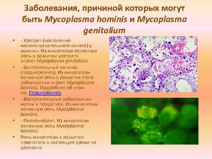 Mycoplasma hominis. пути заражения, симптомы заболевания, лечение