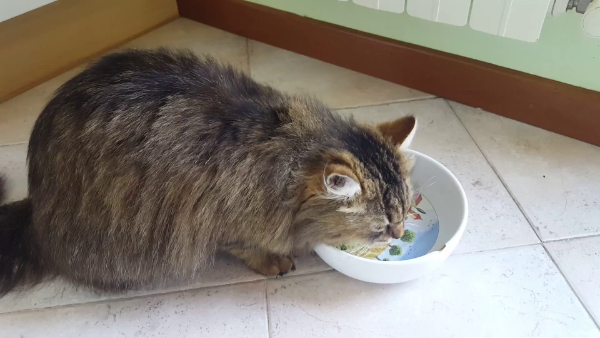 Понос у котенка - что делать и как лечить диарею у котенка в домашних условиях